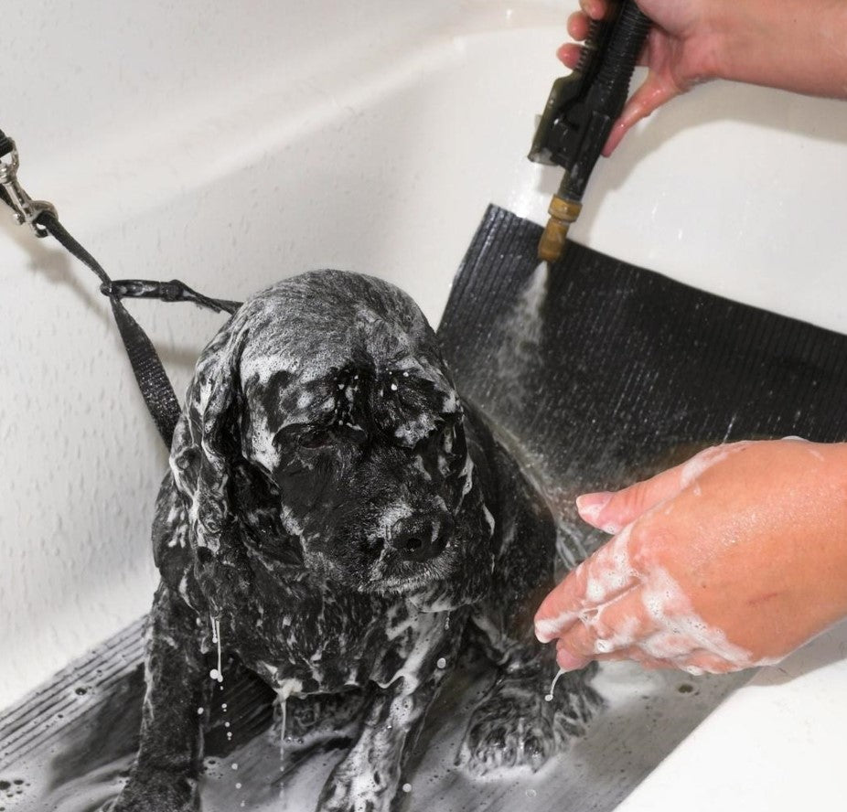 Shampoo (Dog Wash)